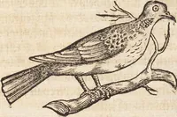 An illustration from Thierbuch Das ist ein kurtze beschreybung aller vierfüssigen Thieren/ so auff der erden vn[d] in wassern wonend/ sampt jrer waren conterfactur: alles zů nutz vn[d] gůtem allen liebhabern der künsten/ Artzeten/ Maleren/ Bildschnitzern/ Weydleüten vnd Köchen/ gestelt (1583)