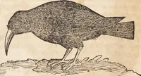 An illustration from Thierbuch Das ist ein kurtze beschreybung aller vierfüssigen Thieren/ so auff der erden vn[d] in wassern wonend/ sampt jrer waren conterfactur: alles zů nutz vn[d] gůtem allen liebhabern der künsten/ Artzeten/ Maleren/ Bildschnitzern/ Weydleüten vnd Köchen/ gestelt (1583)