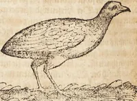 An illustration from Thierbuch Das ist ein kurtze beschreybung aller vierfüssigen Thieren/ so auff der erden vn[d] in wassern wonend/ sampt jrer waren conterfactur: alles zů nutz vn[d] gůtem allen liebhabern der künsten/ Artzeten/ Maleren/ Bildschnitzern/ Weydleüten vnd Köchen/ gestelt (1583)
