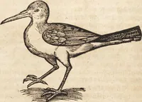 An illustration from Thierbuch Das ist ein kurtze beschreybung aller vierfüssigen Thieren/ so auff der erden vn[d] in wassern wonend/ sampt jrer waren conterfactur: alles zů nutz vn[d] gůtem allen liebhabern der künsten/ Artzeten/ Maleren/ Bildschnitzern/ Weydleüten vnd Köchen/ gestelt (1583)