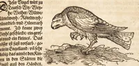 An illustration from Thierbuch Das ist ein kurtze beschreybung aller vierfüssigen Thieren/ so auff der erden vn[d] in wassern wonend/ sampt jrer waren conterfactur: alles zů nutz vn[d] gůtem allen liebhabern der künsten/ Artzeten/ Maleren/ Bildschnitzern/ Weydleüten vnd Köchen/ gestelt (1583)