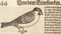 Picture 5 of 66 from Thierbuch Das ist ein kurtze beschreybung aller vierfüssigen Thieren/ so auff der erden vn[d] in wassern wonend/ sampt jrer waren conterfactur: alles zů nutz vn[d] gůtem allen liebhabern der künsten/ Artzeten/ Maleren/ Bildschnitzern/ Weydleüten vnd Köchen/ gestelt (1583), leaf 60