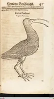 An illustration from Thierbuch Das ist ein kurtze beschreybung aller vierfüssigen Thieren/ so auff der erden vn[d] in wassern wonend/ sampt jrer waren conterfactur: alles zů nutz vn[d] gůtem allen liebhabern der künsten/ Artzeten/ Maleren/ Bildschnitzern/ Weydleüten vnd Köchen/ gestelt (1583)