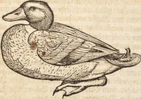 An illustration from Thierbuch Das ist ein kurtze beschreybung aller vierfüssigen Thieren/ so auff der erden vn[d] in wassern wonend/ sampt jrer waren conterfactur: alles zů nutz vn[d] gůtem allen liebhabern der künsten/ Artzeten/ Maleren/ Bildschnitzern/ Weydleüten vnd Köchen/ gestelt (1583)
