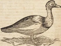 An illustration from Thierbuch Das ist ein kurtze beschreybung aller vierfüssigen Thieren/ so auff der erden vn[d] in wassern wonend/ sampt jrer waren conterfactur: alles zů nutz vn[d] gůtem allen liebhabern der künsten/ Artzeten/ Maleren/ Bildschnitzern/ Weydleüten vnd Köchen/ gestelt (1583)