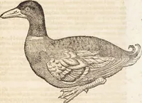 An illustration from Thierbuch Das ist ein kurtze beschreybung aller vierfüssigen Thieren/ so auff der erden vn[d] in wassern wonend/ sampt jrer waren conterfactur: alles zů nutz vn[d] gůtem allen liebhabern der künsten/ Artzeten/ Maleren/ Bildschnitzern/ Weydleüten vnd Köchen/ gestelt (1583)