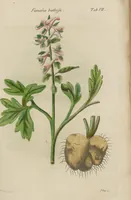 Picture 7 of 14 from (Erstes Heft) (1787), leaf 133