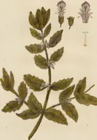 An illustration from (Erstes Heft) (1787)