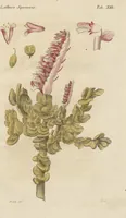 An illustration from (Erstes Heft) (1787)