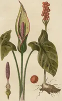 An illustration from (Erstes Heft) (1787)