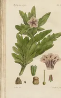 An illustration from (Erstes Heft) (1787)