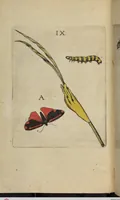 An illustration from ([Band 1]): Cum Commentariis D. Joannis de Mey Ecclesiastis Medioburgensis ac Doct. Med. & duplici ejusdem appendice, una de hemerobiis, altera de natura cometarum, et vanis ex iis divinationibus (1662)