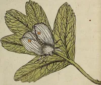 Picture 6 of 14 from ([Band 1]): Cum Commentariis D. Joannis de Mey Ecclesiastis Medioburgensis ac Doct. Med. & duplici ejusdem appendice, una de hemerobiis, altera de natura cometarum, et vanis ex iis divinationibus (1662), leaf 128