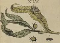 Picture 9 of 14 from ([Band 1]): Cum Commentariis D. Joannis de Mey Ecclesiastis Medioburgensis ac Doct. Med. & duplici ejusdem appendice, una de hemerobiis, altera de natura cometarum, et vanis ex iis divinationibus (1662), leaf 231