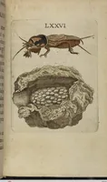 An illustration from ([Band 1]): Cum Commentariis D. Joannis de Mey Ecclesiastis Medioburgensis ac Doct. Med. & duplici ejusdem appendice, una de hemerobiis, altera de natura cometarum, et vanis ex iis divinationibus (1662)