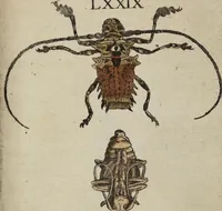 An illustration from ([Band 1]): Cum Commentariis D. Joannis de Mey Ecclesiastis Medioburgensis ac Doct. Med. & duplici ejusdem appendice, una de hemerobiis, altera de natura cometarum, et vanis ex iis divinationibus (1662)