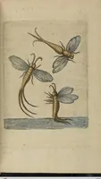An illustration from ([Band 1]): Cum Commentariis D. Joannis de Mey Ecclesiastis Medioburgensis ac Doct. Med. & duplici ejusdem appendice, una de hemerobiis, altera de natura cometarum, et vanis ex iis divinationibus (1662)