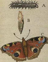 An illustration from ([Band 1]): Cum Commentariis D. Joannis de Mey Ecclesiastis Medioburgensis ac Doct. Med. & duplici ejusdem appendice, una de hemerobiis, altera de natura cometarum, et vanis ex iis divinationibus (1662)