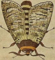 An illustration from (Pars Secunda): Metamorphoseos Et Historiæ Naturalis Pars Secunda, De Insectis: Latinitate donata, commentariis & notis, textui insertis, illustrata & Auctuario Notarum sive Appendice locupletata, De Insectorum Origine, Utilitate & usu a Paulo Veezaerdt (1667)