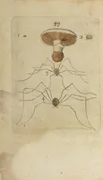 Picture 5 of 5 from (Pars Secunda): Metamorphoseos Et Historiæ Naturalis Pars Secunda, De Insectis: Latinitate donata, commentariis & notis, textui insertis, illustrata & Auctuario Notarum sive Appendice locupletata, De Insectorum Origine, Utilitate & usu a Paulo Veezaerdt (1667), leaf 312