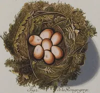 Picture 7 of 107 from Sammlung von Nestern und Eyern verschiedener Vögel: aus den Cabineten des... Herrn.. Schmidels und des Herrn Verfassers (1772), leaf 159