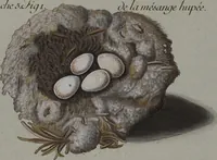 Picture 9 of 107 from Sammlung von Nestern und Eyern verschiedener Vögel: aus den Cabineten des... Herrn.. Schmidels und des Herrn Verfassers (1772), leaf 161