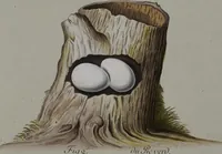 Picture 10 of 107 from Sammlung von Nestern und Eyern verschiedener Vögel: aus den Cabineten des... Herrn.. Schmidels und des Herrn Verfassers (1772), leaf 161