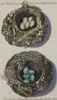 Picture 12 of 107 from Sammlung von Nestern und Eyern verschiedener Vögel: aus den Cabineten des... Herrn.. Schmidels und des Herrn Verfassers (1772), leaf 163