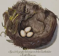Picture 15 of 107 from Sammlung von Nestern und Eyern verschiedener Vögel: aus den Cabineten des... Herrn.. Schmidels und des Herrn Verfassers (1772), leaf 165