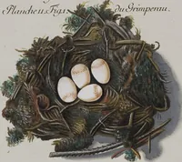 Picture 17 of 107 from Sammlung von Nestern und Eyern verschiedener Vögel: aus den Cabineten des... Herrn.. Schmidels und des Herrn Verfassers (1772), leaf 167