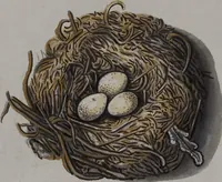 Picture 20 of 107 from Sammlung von Nestern und Eyern verschiedener Vögel: aus den Cabineten des... Herrn.. Schmidels und des Herrn Verfassers (1772), leaf 169