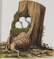 Picture 22 of 107 from Sammlung von Nestern und Eyern verschiedener Vögel: aus den Cabineten des... Herrn.. Schmidels und des Herrn Verfassers (1772), leaf 170