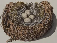 Picture 24 of 107 from Sammlung von Nestern und Eyern verschiedener Vögel: aus den Cabineten des... Herrn.. Schmidels und des Herrn Verfassers (1772), leaf 171