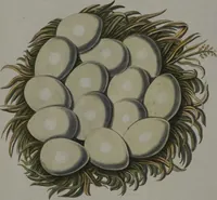 Picture 25 of 107 from Sammlung von Nestern und Eyern verschiedener Vögel: aus den Cabineten des... Herrn.. Schmidels und des Herrn Verfassers (1772), leaf 172