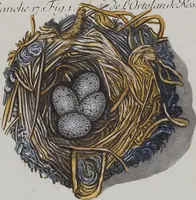 Picture 26 of 107 from Sammlung von Nestern und Eyern verschiedener Vögel: aus den Cabineten des... Herrn.. Schmidels und des Herrn Verfassers (1772), leaf 173