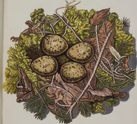 Picture 28 of 107 from Sammlung von Nestern und Eyern verschiedener Vögel: aus den Cabineten des... Herrn.. Schmidels und des Herrn Verfassers (1772), leaf 174