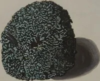An illustration from Sammlung von Nestern und Eyern verschiedener Vögel: aus den Cabineten des... Herrn.. Schmidels und des Herrn Verfassers (1772)
