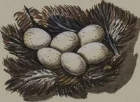 Picture 32 of 107 from Sammlung von Nestern und Eyern verschiedener Vögel: aus den Cabineten des... Herrn.. Schmidels und des Herrn Verfassers (1772), leaf 177