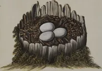 Picture 37 of 107 from Sammlung von Nestern und Eyern verschiedener Vögel: aus den Cabineten des... Herrn.. Schmidels und des Herrn Verfassers (1772), leaf 183