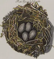 Picture 38 of 107 from Sammlung von Nestern und Eyern verschiedener Vögel: aus den Cabineten des... Herrn.. Schmidels und des Herrn Verfassers (1772), leaf 184