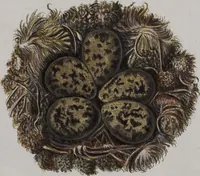 An illustration from Sammlung von Nestern und Eyern verschiedener Vögel: aus den Cabineten des... Herrn.. Schmidels und des Herrn Verfassers (1772)