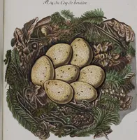 Picture 45 of 107 from Sammlung von Nestern und Eyern verschiedener Vögel: aus den Cabineten des... Herrn.. Schmidels und des Herrn Verfassers (1772), leaf 190
