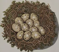Picture 46 of 107 from Sammlung von Nestern und Eyern verschiedener Vögel: aus den Cabineten des... Herrn.. Schmidels und des Herrn Verfassers (1772), leaf 191
