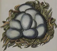 Picture 48 of 107 from Sammlung von Nestern und Eyern verschiedener Vögel: aus den Cabineten des... Herrn.. Schmidels und des Herrn Verfassers (1772), leaf 193