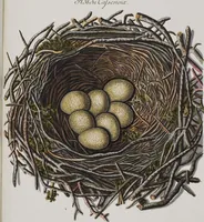 Picture 49 of 107 from Sammlung von Nestern und Eyern verschiedener Vögel: aus den Cabineten des... Herrn.. Schmidels und des Herrn Verfassers (1772), leaf 194