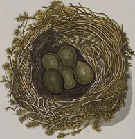 Picture 50 of 107 from Sammlung von Nestern und Eyern verschiedener Vögel: aus den Cabineten des... Herrn.. Schmidels und des Herrn Verfassers (1772), leaf 195