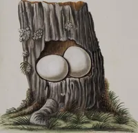 Picture 51 of 107 from Sammlung von Nestern und Eyern verschiedener Vögel: aus den Cabineten des... Herrn.. Schmidels und des Herrn Verfassers (1772), leaf 196