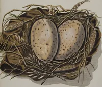Picture 54 of 107 from Sammlung von Nestern und Eyern verschiedener Vögel: aus den Cabineten des... Herrn.. Schmidels und des Herrn Verfassers (1772), leaf 199