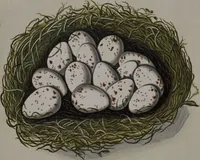An illustration from Sammlung von Nestern und Eyern verschiedener Vögel: aus den Cabineten des... Herrn.. Schmidels und des Herrn Verfassers (1772)