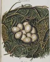 Picture 56 of 107 from Sammlung von Nestern und Eyern verschiedener Vögel: aus den Cabineten des... Herrn.. Schmidels und des Herrn Verfassers (1772), leaf 202